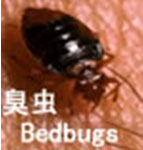 供应东莞臭虫防治灭臭虫